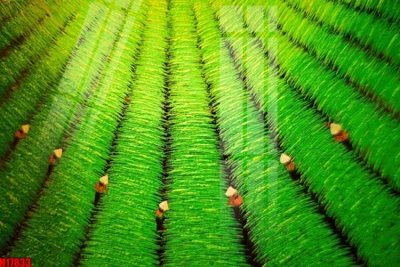 Tải file File tranh gốc in tranh tường nền tổng hợp H17833 (gốc) chủ đề hoa sen