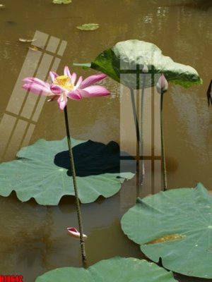 File in mica File tranh gốc in tranh tường nền tổng hợp H18642 (bản gốc) sắc sảo