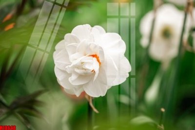 Tải file File tranh gốc in tranh tường nền tổng hợp H18648 (PSD) cho in ấn quảng cáo