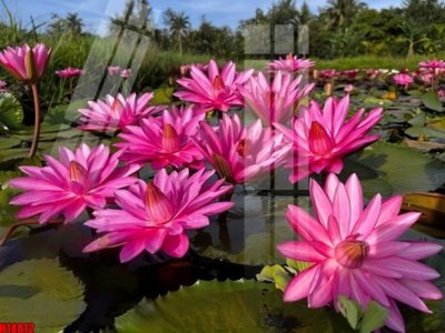 Tải xuống file tranh gốc File tranh gốc in tranh tường nền tổng hợp H18812 (PSD/TIFF)