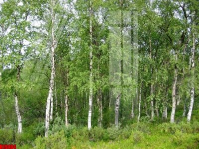 Tải file File tranh gốc in tranh tường nền tổng hợp H19404 (ảnh gốc) 300dpi File tranh gốc in tranh tường nền tổng hợp H19404