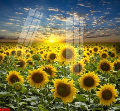 Tải file gốc File tranh gốc in tranh tường nền tổng hợp H19806 (bản PSD) đầy đủ layer