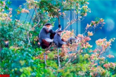 File gốc File tranh gốc in tranh tường nền tổng hợp H20454 (in mica) làm quà tặng