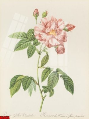 File tranh gốc File tranh gốc in tranh tường nền tổng hợp H20574 (bản quyền) file PSD