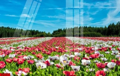 File tranh File tranh gốc in tranh tường nền tổng hợp H20688 (gốc) chủ đề con người