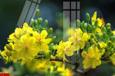 File PSD File tranh gốc in tranh tường nền tổng hợp H21030 (gốc) nhiều lớp (multi-layer)