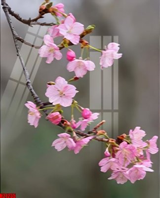 File gốc File tranh gốc in tranh tường nền tổng hợp H21235 (in mica) trang trí