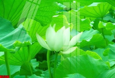 Tải file File tranh gốc in tranh tường nền tổng hợp H21336 (gốc) chủ đề tâm linh