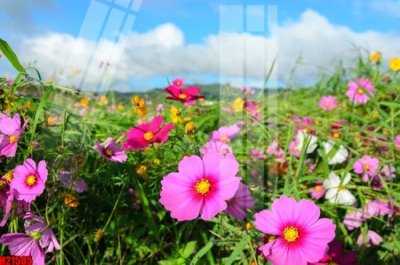 File tranh File tranh gốc in tranh tường nền tổng hợp H21585 (bản gốc) in lụa 3D