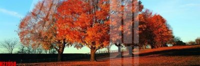 File ảnh File tranh gốc in tranh tường nền tổng hợp H21958 (gốc) in PP, decal