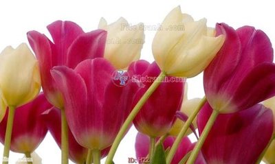 Mua file gốc file tranh hoa H22 (in ấn) tại Filetranh.com