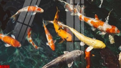 File ảnh File tranh gốc in tranh tường nền tổng hợp H22072 (gốc) dùng in Pano