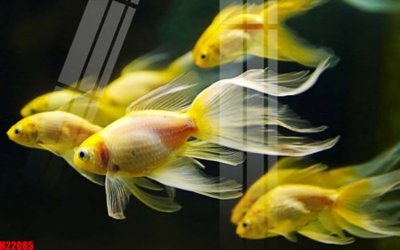 File in ấn cao cấp File tranh gốc in tranh tường nền tổng hợp H22085 (file gốc)