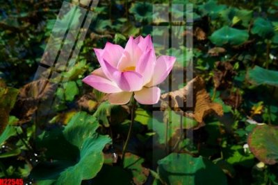 File tranh File tranh gốc in tranh tường nền tổng hợp H22545 (gốc) chủ đề trẻ em