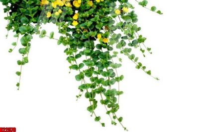 Tải file File tranh gốc in tranh tường nền tổng hợp H22579 (ảnh gốc) in gạch 3D