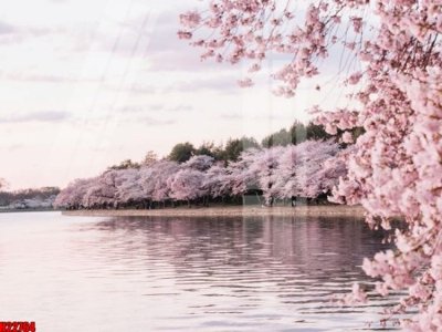 File tranh File tranh gốc in tranh tường nền tổng hợp H22764 (file gốc) chủ đề phong thủy