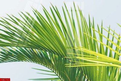 File gốc File tranh gốc in tranh tường nền tổng hợp H22928 (phong cách) châu Âu