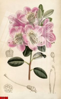 File tranh File tranh gốc in tranh tường nền tổng hợp H23109 (gốc) chủ đề động vật