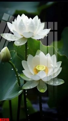 File tranh File tranh gốc in tranh tường nền tổng hợp H23115 (gốc) in backlit film