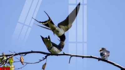 File tranh File tranh gốc in tranh tường nền tổng hợp H23133 (bản gốc) treo quán cafe