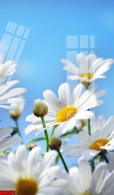 File in trần File tranh gốc in tranh tường nền tổng hợp H23671 (bản gốc 3D) sống động