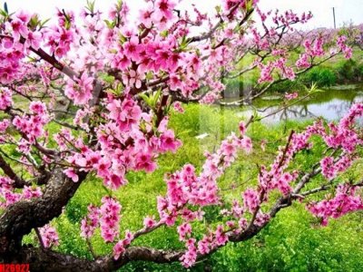 File in mica File tranh gốc in tranh tường nền tổng hợp H26927 (bản gốc) siêu trong