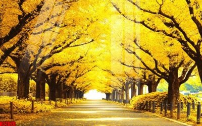 File in mica File tranh gốc in tranh tường nền tổng hợp H27870 (bản gốc) siêu trong