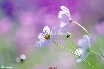 File in mica file tranh hoa H28 (bản gốc) làm vách ngăn