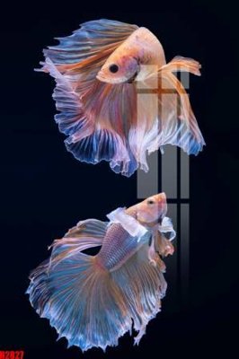 Download file File tranh decor tranh bộ treo tường tổng hợp H2827 (chuẩn in) File tranh decor tranh bộ treo tường tổng hợp H2827