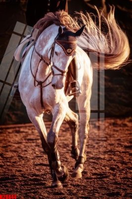 File tranh in mica File tranh gốc in tranh tường nền tổng hợp H28844 (độ phân giải cao)