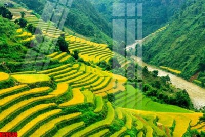 Mua file gốc File tranh gốc in tranh tường nền tổng hợp H29538 (chất lượng) tại Filetranh.com