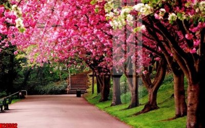 File tranh File tranh gốc in tranh tường nền tổng hợp H29562 (file gốc) chủ đề phong thủy