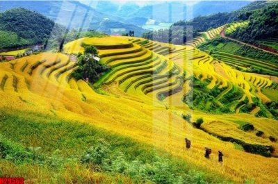 File tranh gốc File tranh gốc in tranh tường nền tổng hợp H29563 (bản quyền) Filetranh.com