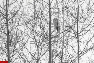 File in trần File tranh gốc in tranh tường nền tổng hợp H29603 (bản gốc) mây trời