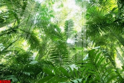 Tải file gốc File tranh gốc in tranh tường nền tổng hợp H29934 (in tráng gương) cao cấpFile gốc File tranh gốc in tranh tường nền tổng hợp H29934 (in ấn) phiên bản độc quyền