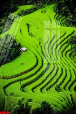 File in lụa File tranh gốc in tranh tường nền tổng hợp H30640 (hoa văn) File tranh gốc in tranh tường nền tổng hợp H30640