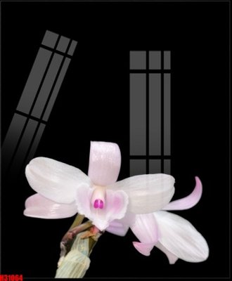 File gốc File tranh gốc in tranh tường nền tổng hợp H31064 (thiết kế) cho in ấn