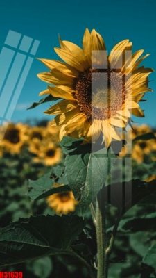 File tranh File tranh gốc in tranh tường nền tổng hợp H31639 (bản gốc) treo quán cafe