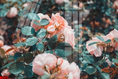 Tải file File tranh gốc in tranh tường nền tổng hợp H31771 (gốc) chủ đề tôn giáo