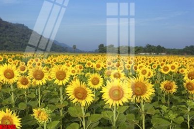 File tranh File tranh gốc in tranh tường nền tổng hợp H31945 (gốc) chủ đề trừu tượng