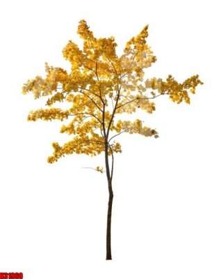 Download file File tranh gốc in tranh tường nền tổng hợp H31960 (chuẩn in) File tranh gốc in tranh tường nền tổng hợp H31960