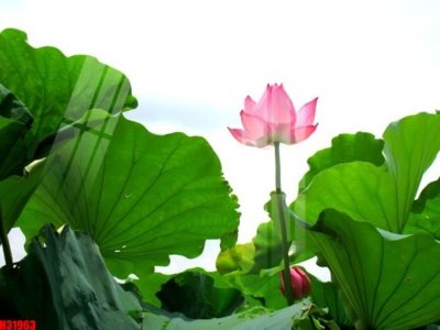 Ảnh gốc File tranh gốc in tranh tường nền tổng hợp H31963 (độ nét cao) in mica