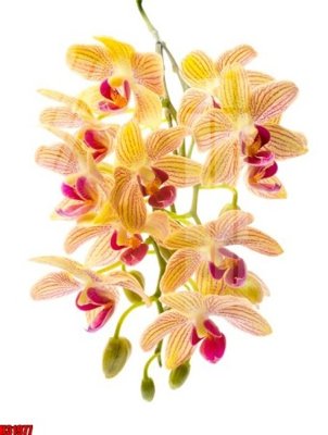 Ảnh gốc File tranh gốc in tranh tường nền tổng hợp H31977 (độ nét cao) in tráng gương