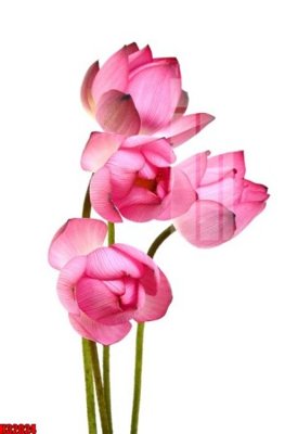 File tranh File tranh gốc in tranh tường nền tổng hợp H32024 (ảnh gốc) độc quyền