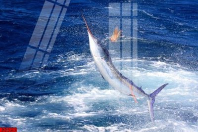 Tải file gốc File tranh gốc in tranh tường nền tổng hợp H32090 (in bạt) quảng cáo