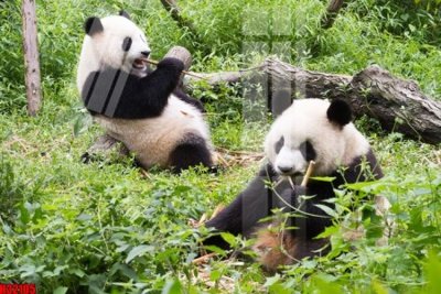 File gốc File tranh gốc in tranh tường nền tổng hợp H32105 (PSD/TIFF) độ phân giải cao