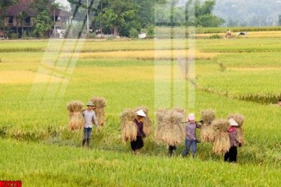 File gốc File tranh gốc in tranh tường nền tổng hợp H32116 (PNG) không nền chất lượng