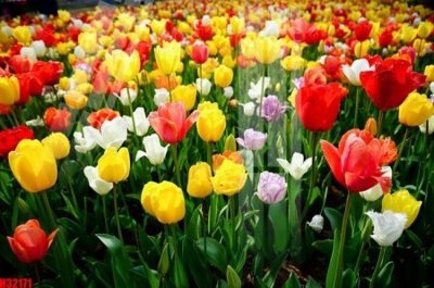 Tải file gốc File tranh gốc in tranh tường nền tổng hợp H32171 (in khổ lớn) không mờ