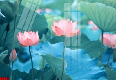 File tranh File tranh gốc in tranh tường nền tổng hợp H32174 (gốc) in backlit film