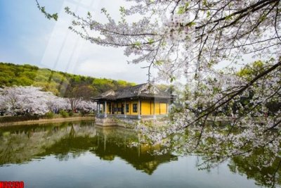 File gốc File tranh gốc in tranh tường nền tổng hợp H32250 (cho in ấn) độc quyền